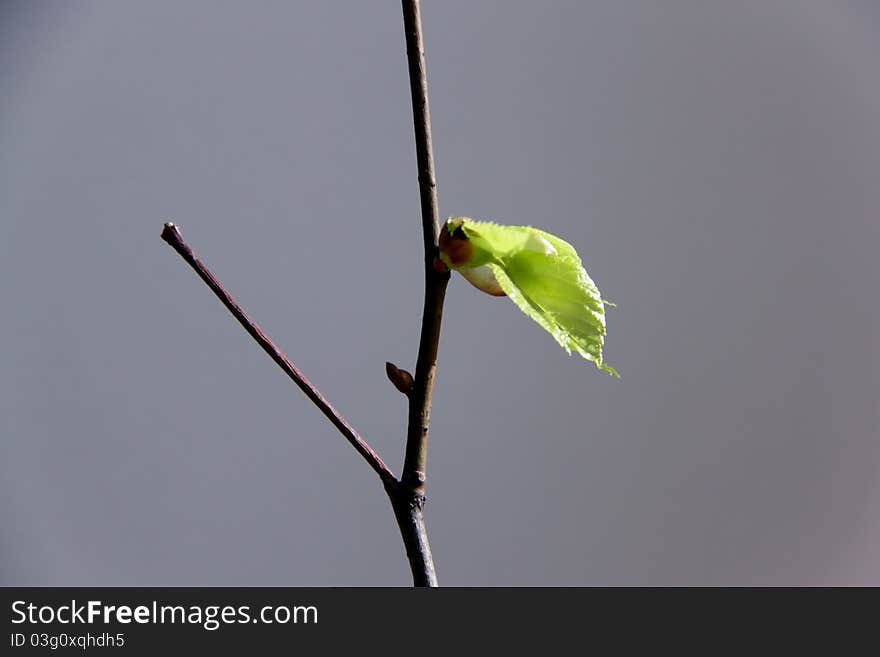 First leaf in early spring on a gray background