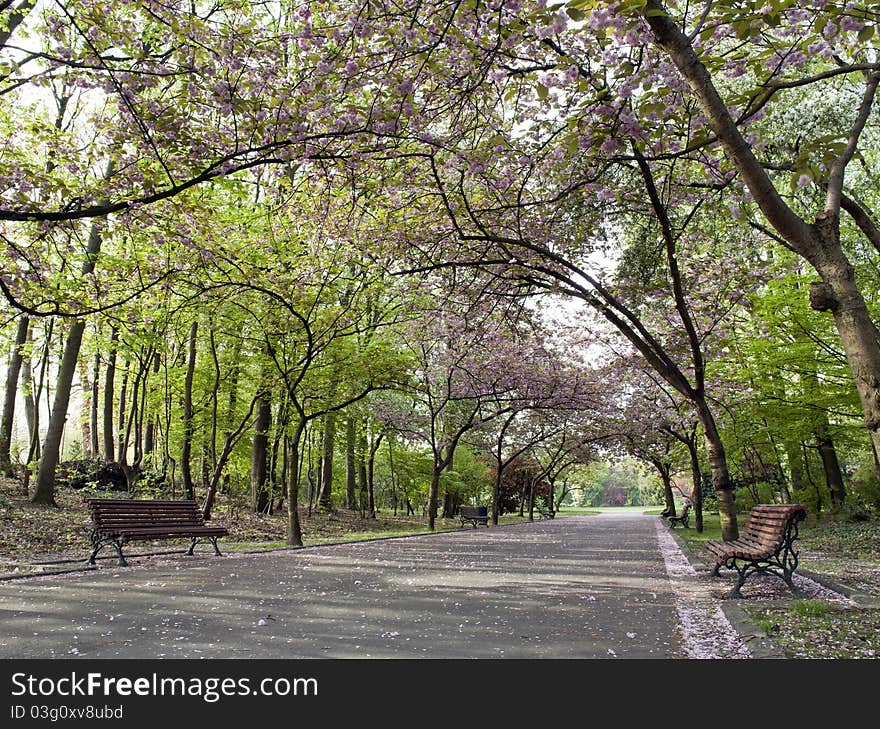 Tree-lined road in a public garden