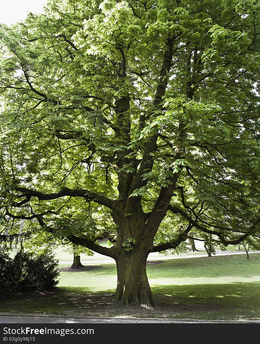 TREE in a public garden. TREE in a public garden