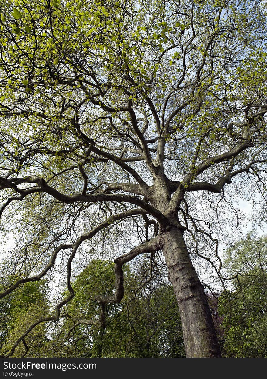 TREE In A Garden