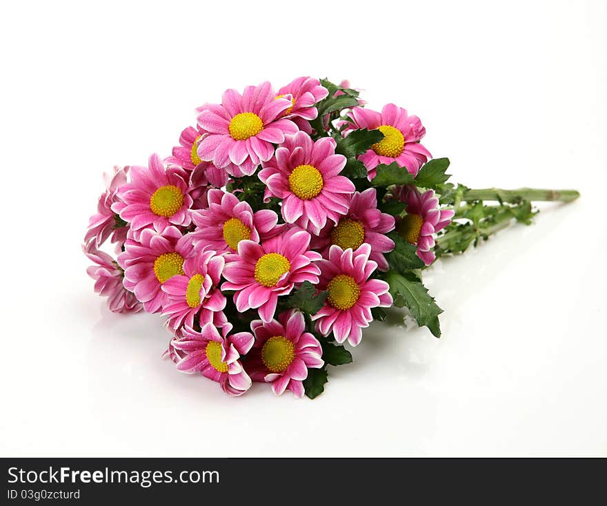 Pink flowers on a white background