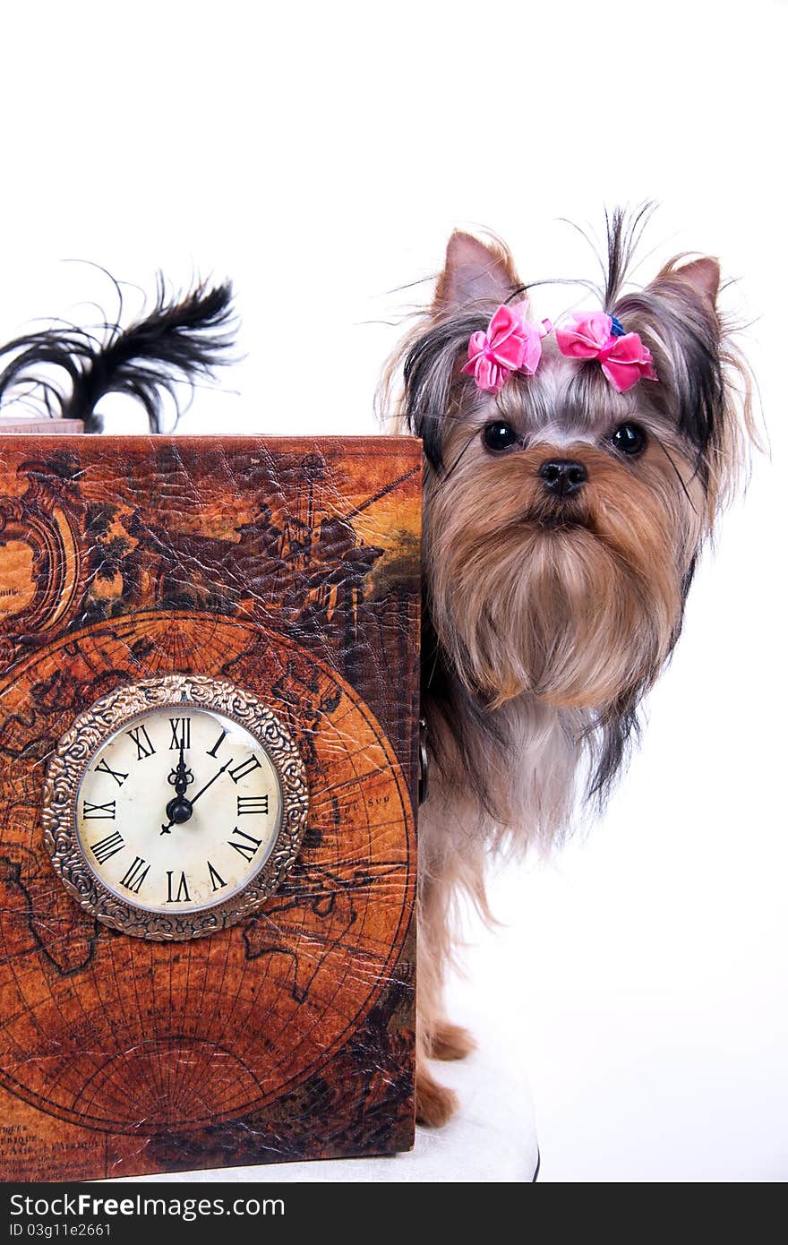 Portrait of the yorkshire terrier and watch