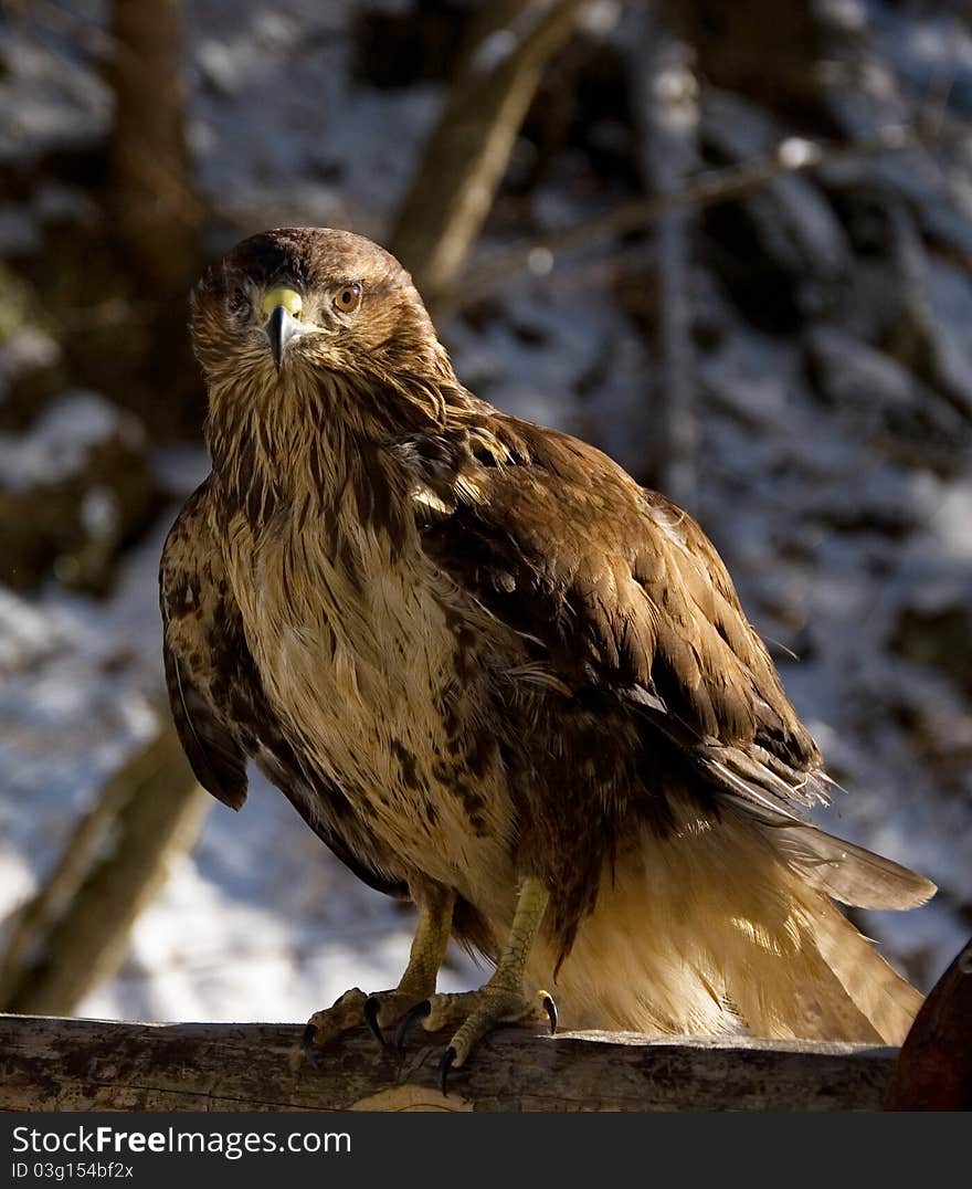 The eagle is preparing ti fly. Background is snowy