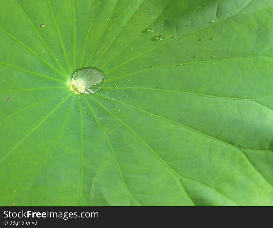 Water drops on green lotus leaf. Water drops on green lotus leaf.