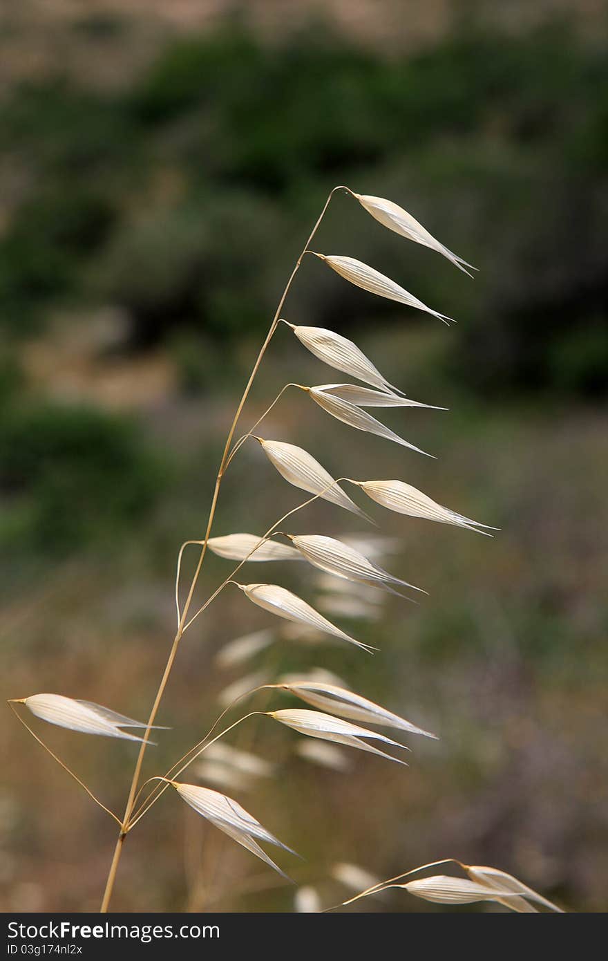 Dry ears