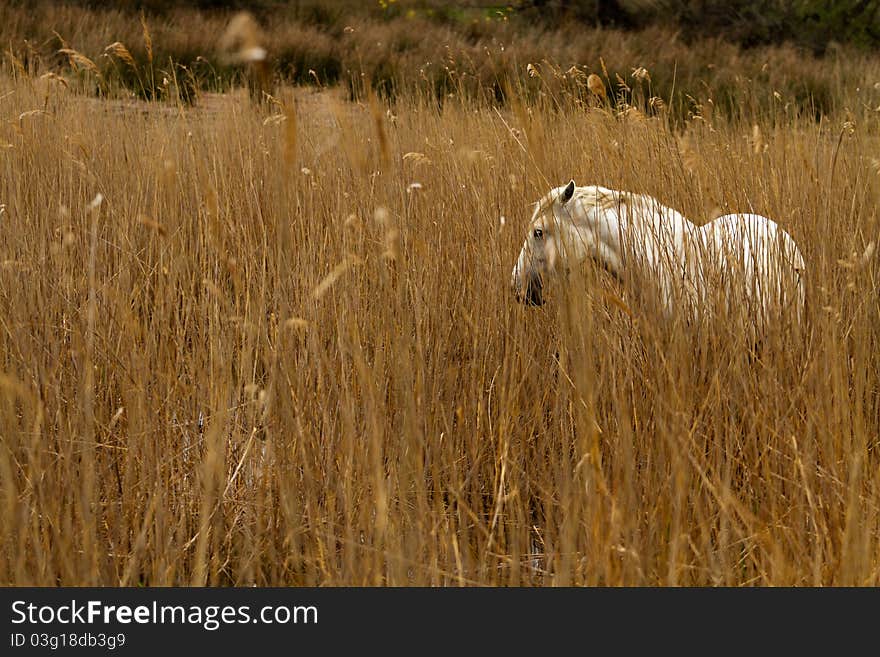 Camargue White Horse