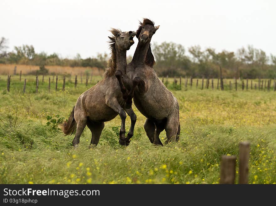 Camargue Young Horses