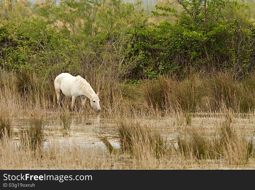 Camargue White Horse in the wetland