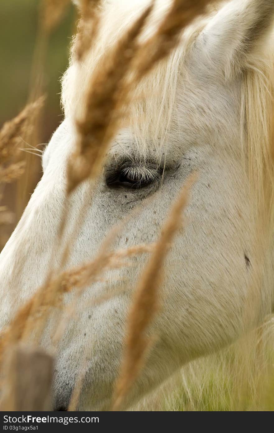 Camargue White Horse