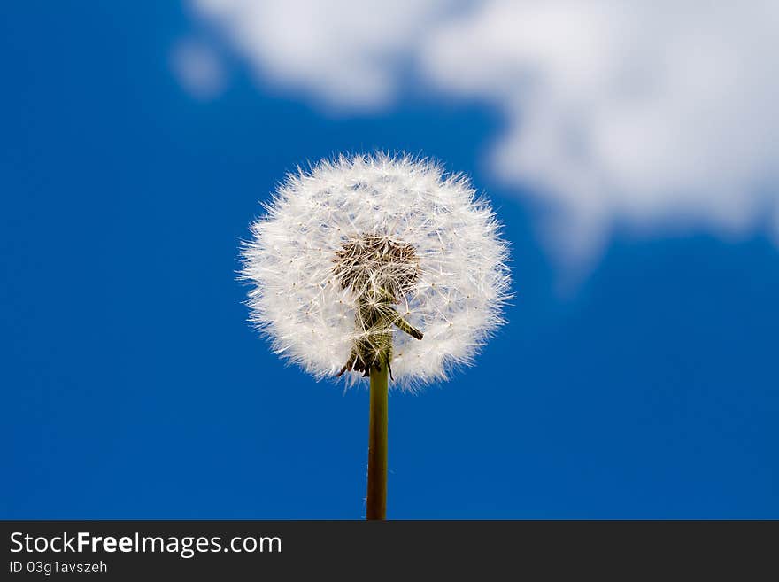 The dandelion on sky background. This is summer theme.