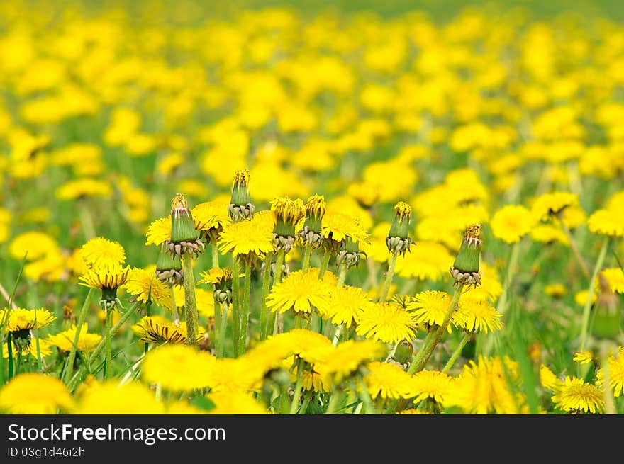 Bunch of dandelions on a meadow