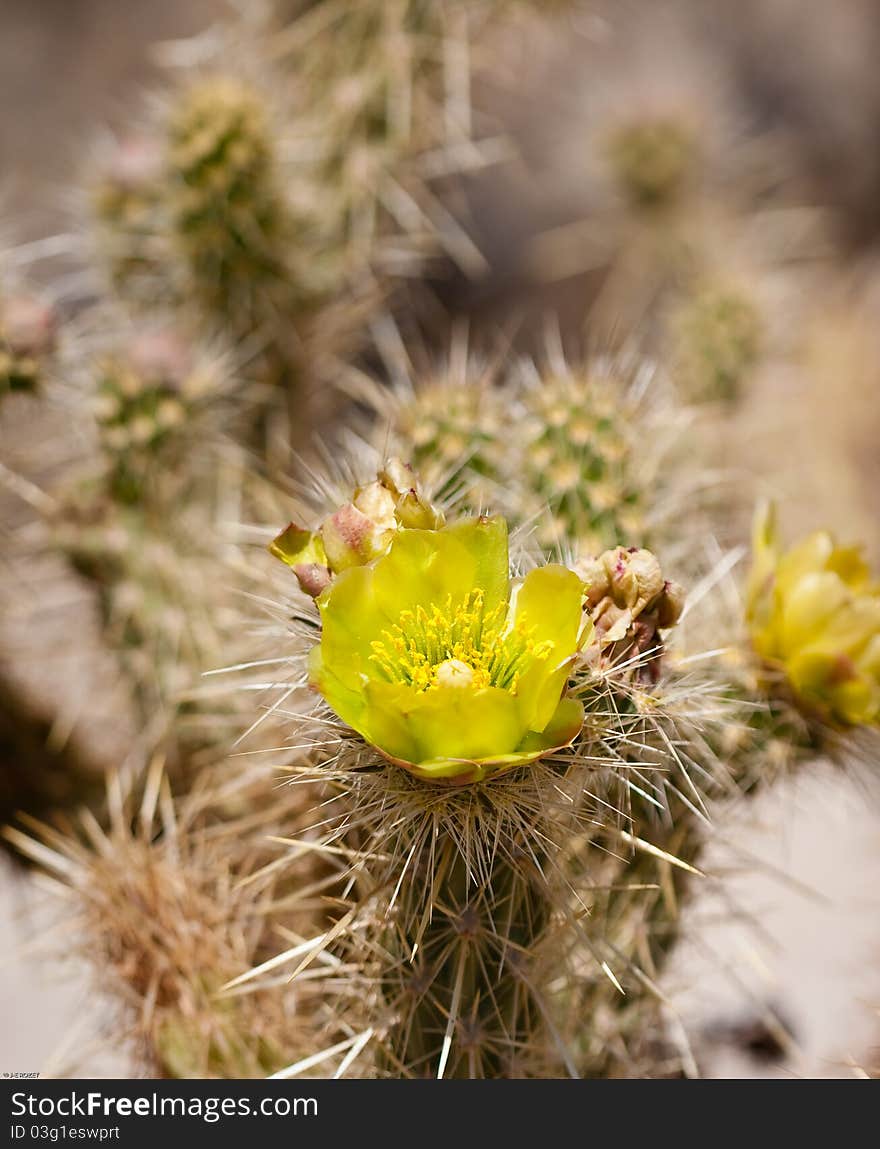 Wolf�s cholla cactus flower