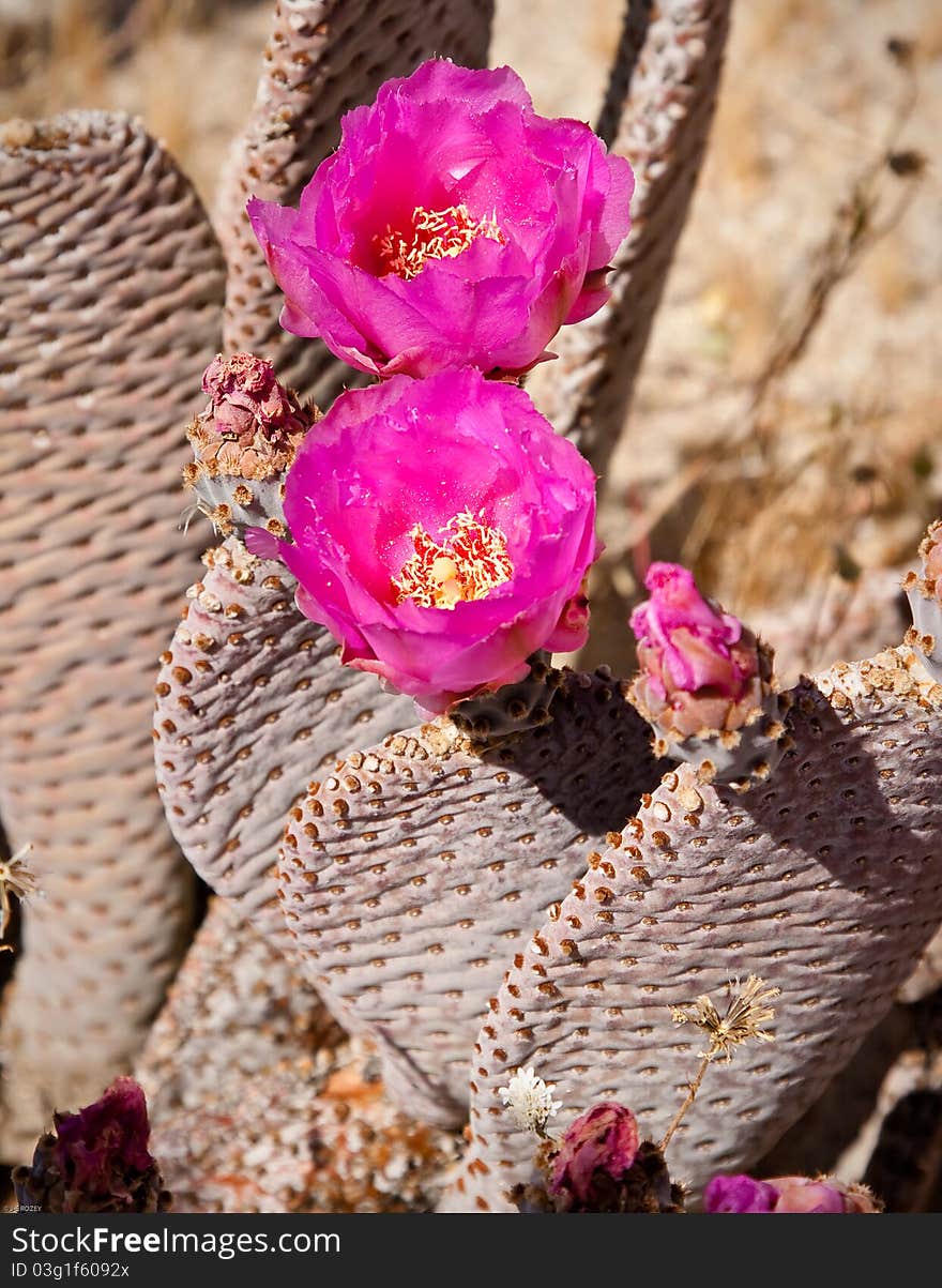 Beavertail cactus