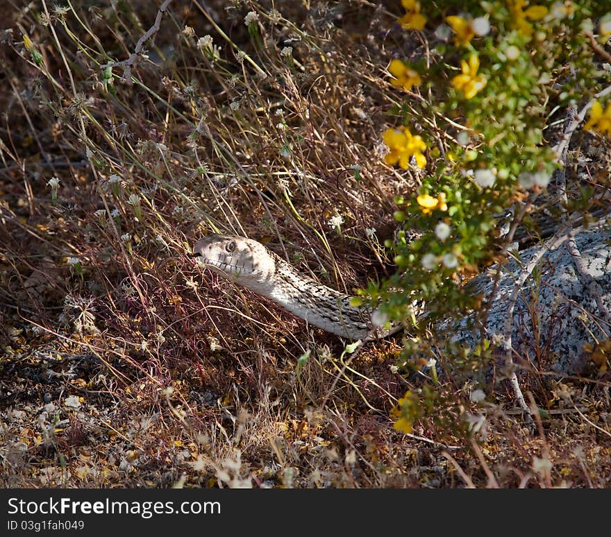 California Kingsnake