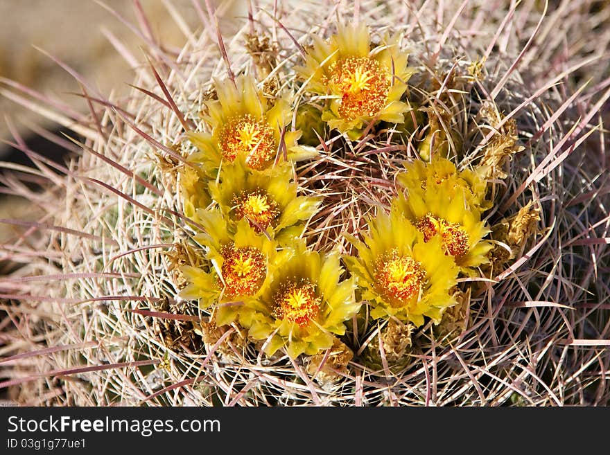 Barrel Cactus flower in the californian desert. Barrel Cactus flower in the californian desert