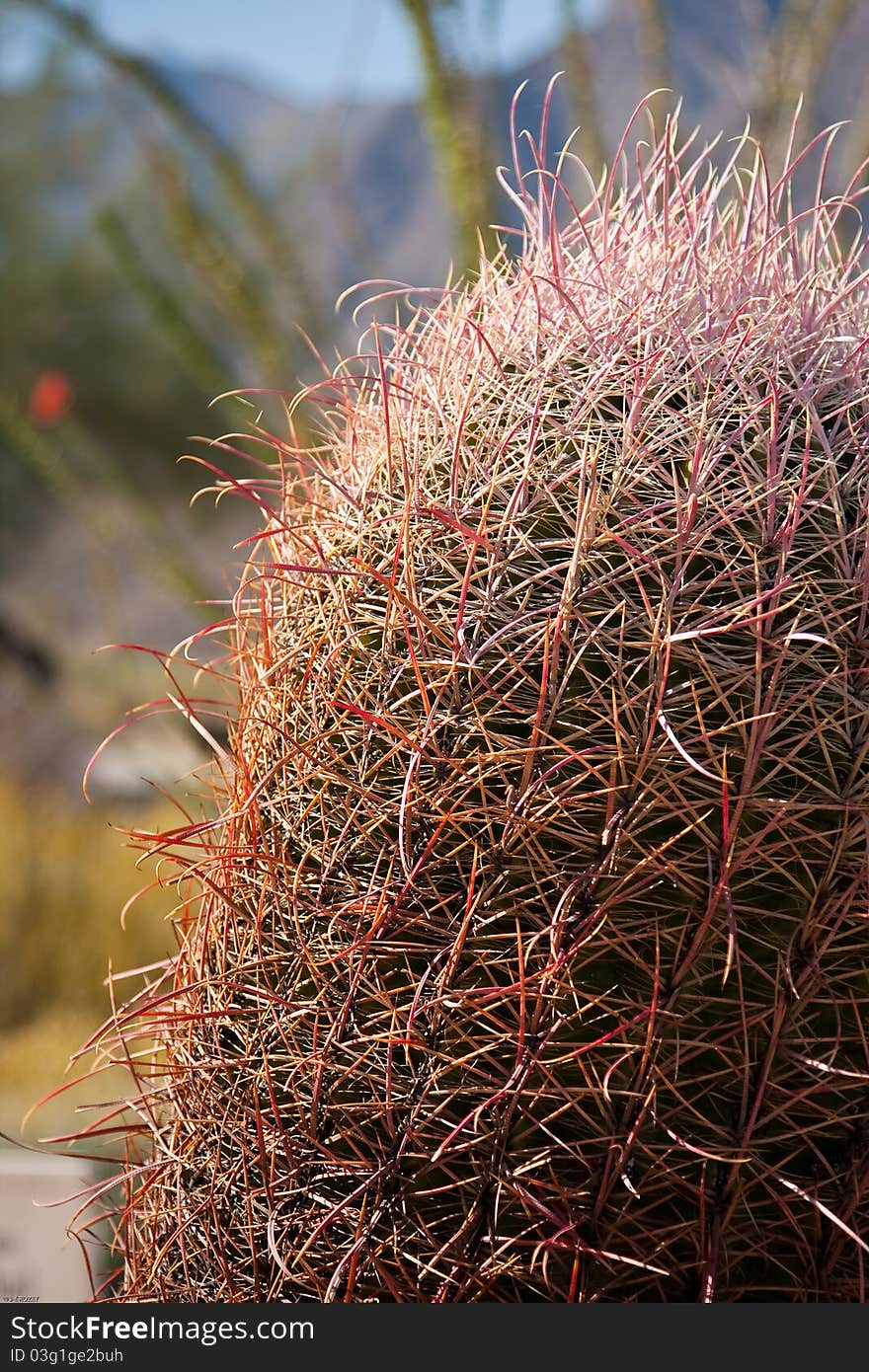 Fishhook cactus in the californian desert