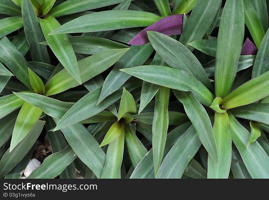 Green leaves background