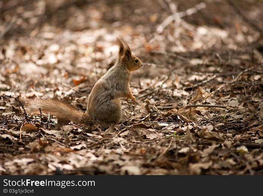 Squirrel early spring