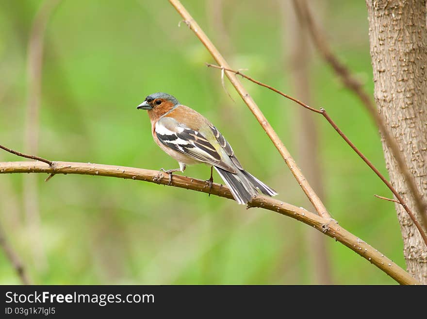 Finch on a branch