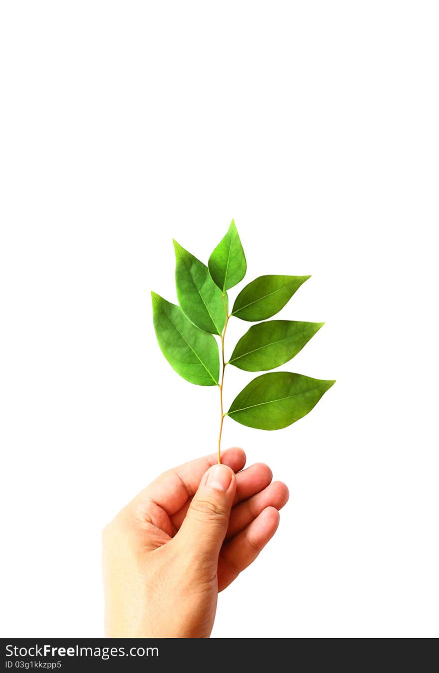 Green Leaves On Hand