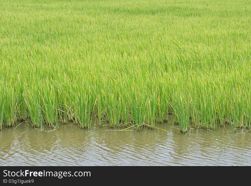 Rice field in northeast of Thailand.