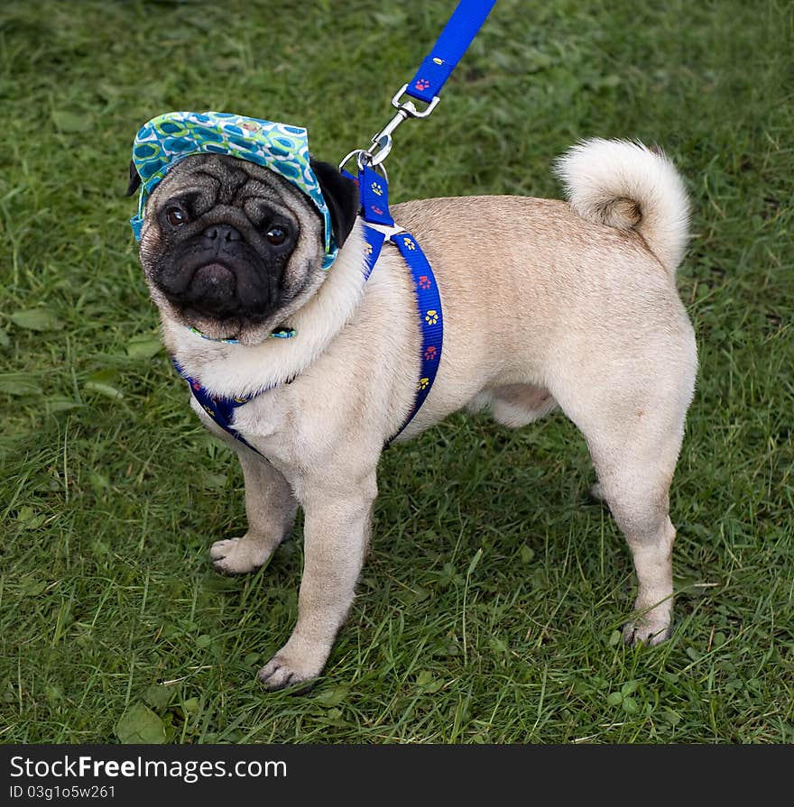 Pug with a cap and blue collar on the green grass