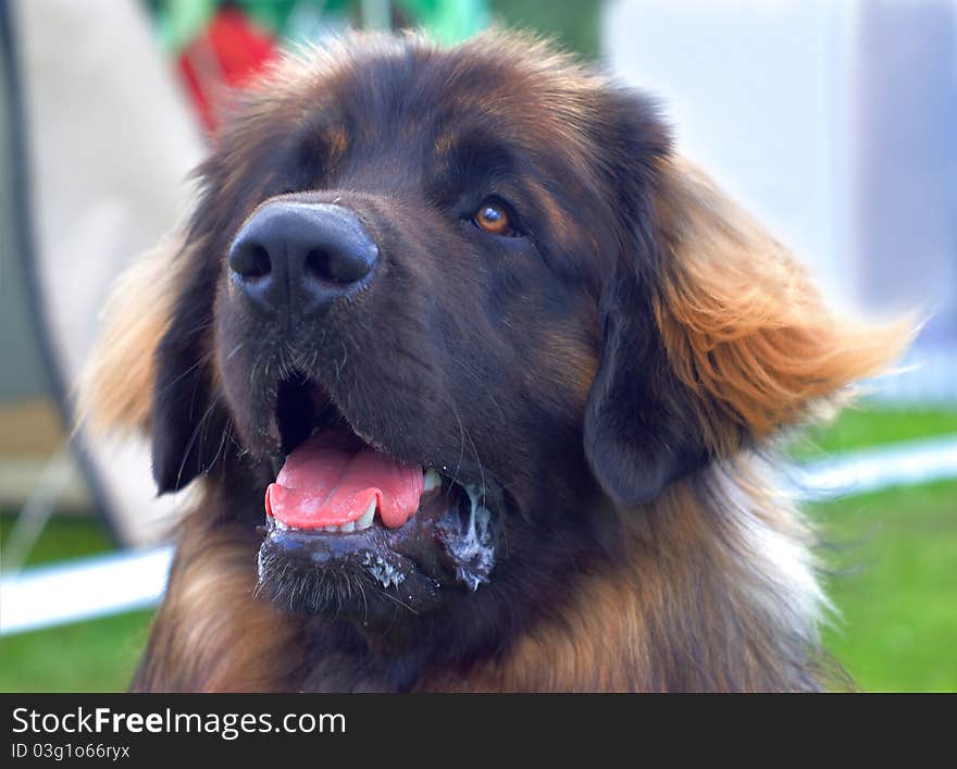 Shaggy dog on a blurred background