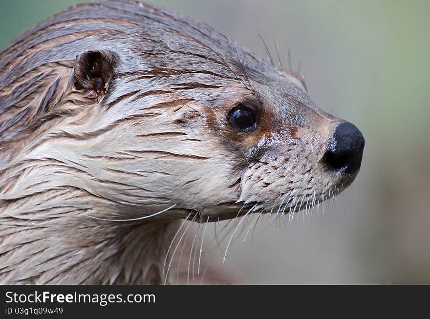 Otter close up