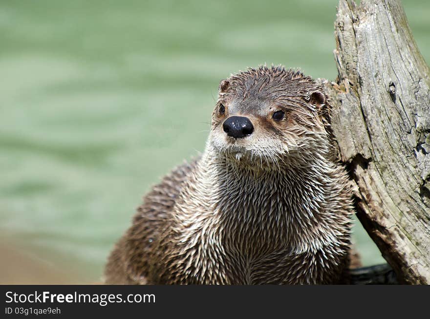 Curious otter taking some sun on a nice summer day after a bath. Curious otter taking some sun on a nice summer day after a bath