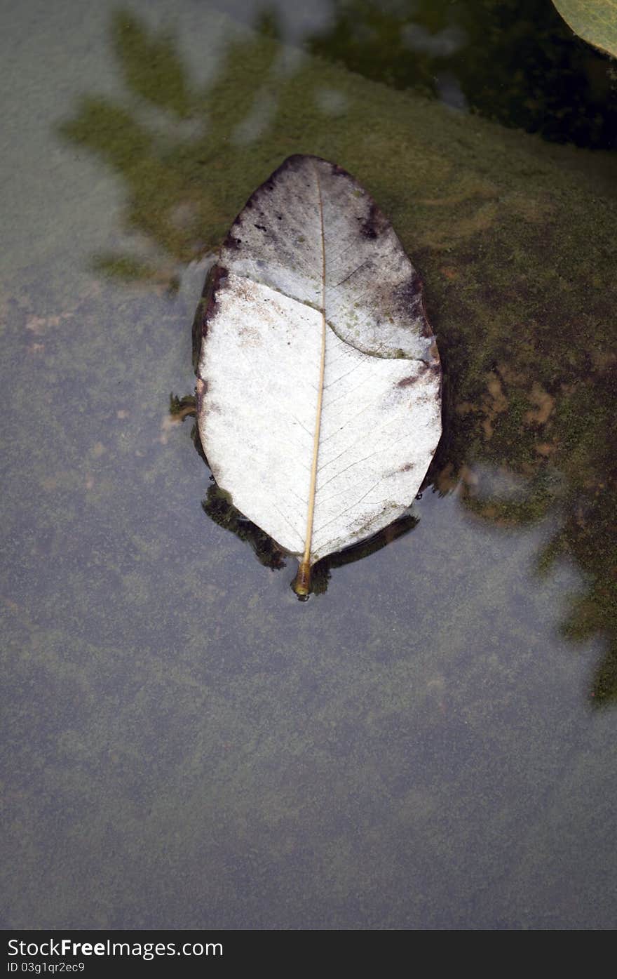 The photo of the leaf in the water.