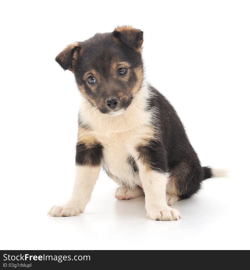 A little pup isolated on a white background. A little pup isolated on a white background.