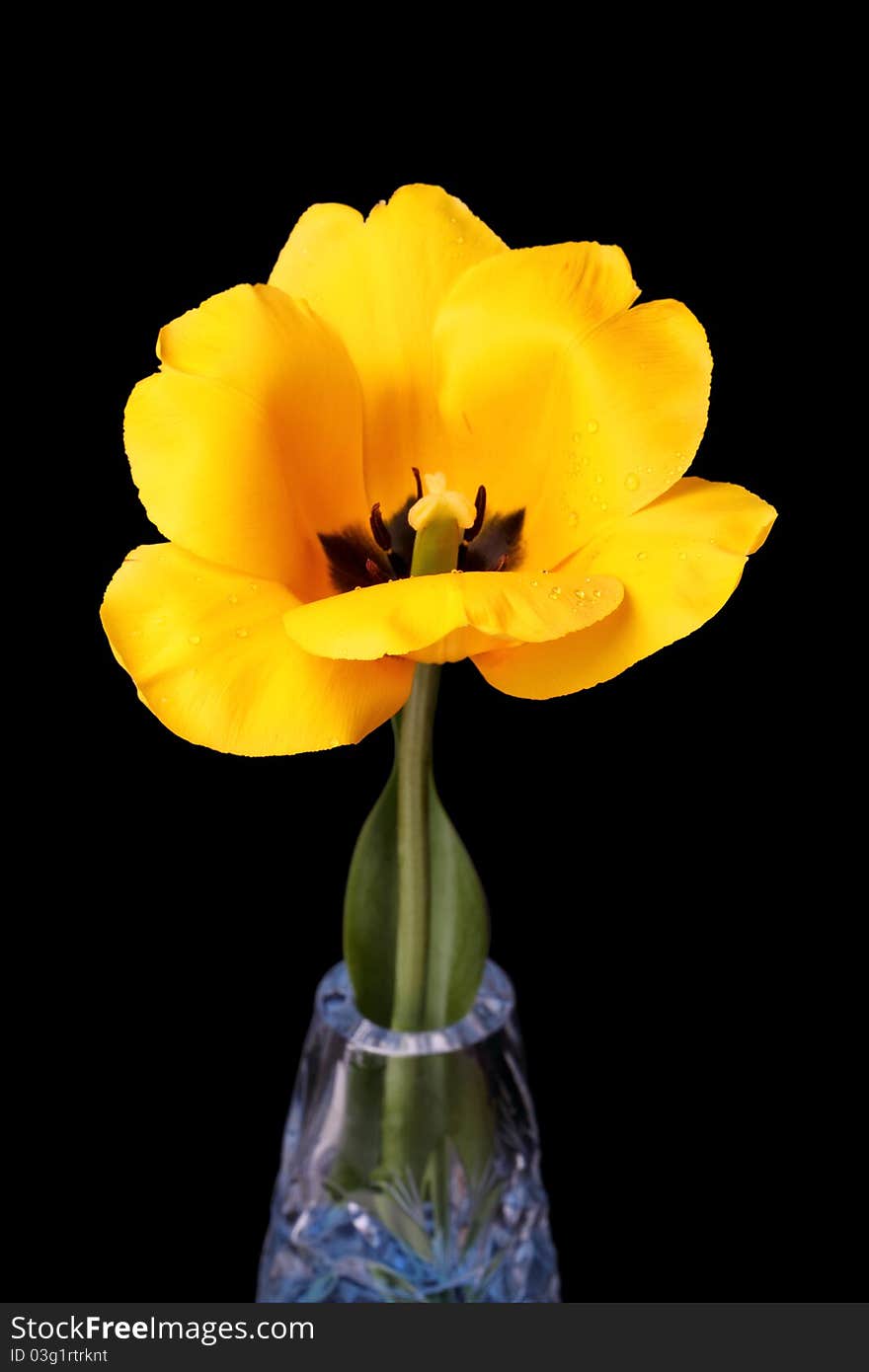 Yellow tulip