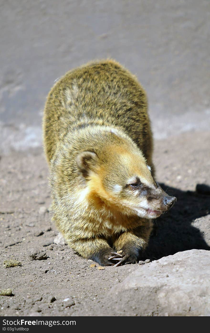 Close up photo of a Coati at feeding time