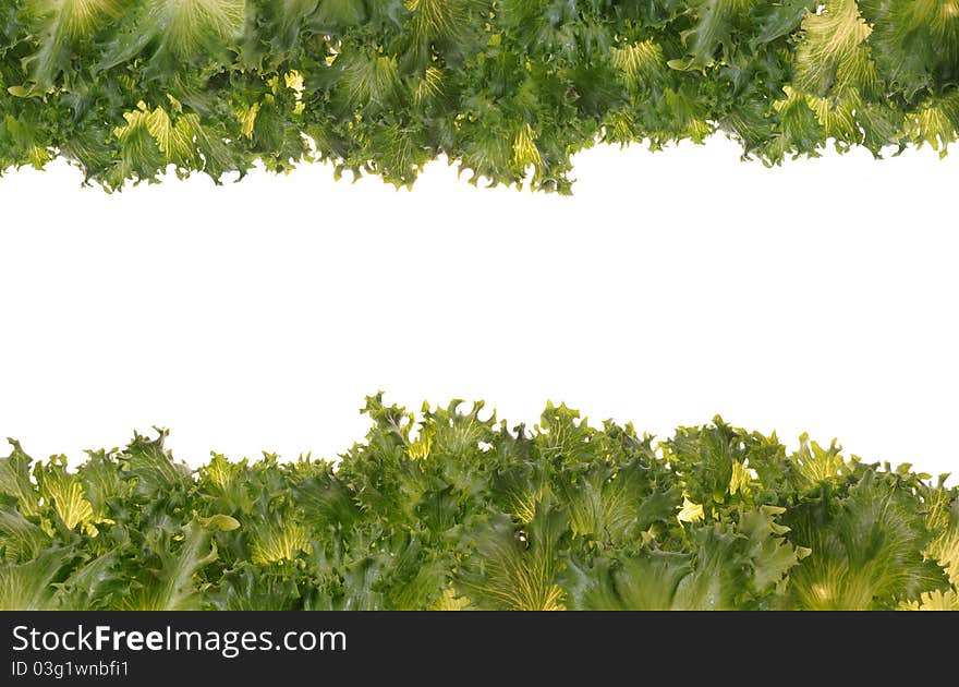 Fresh organic green vegetable leaf on white