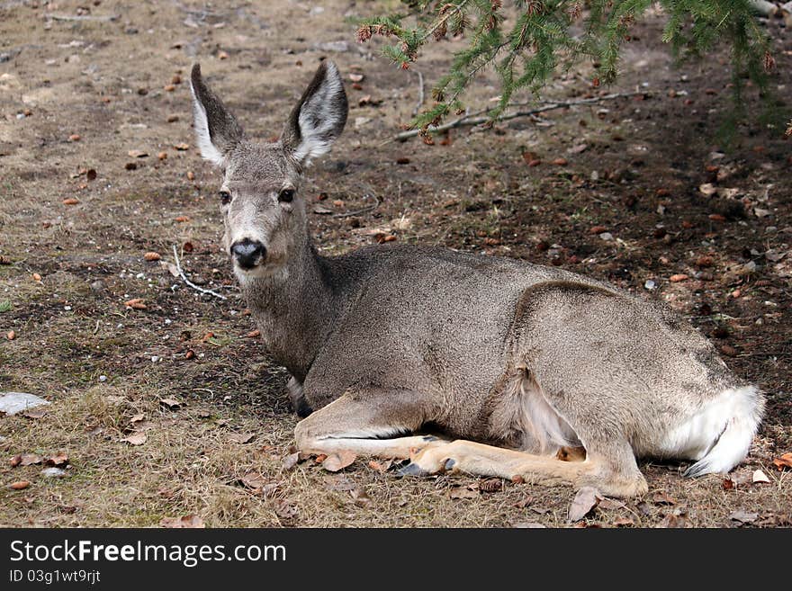 White Tailed Deer