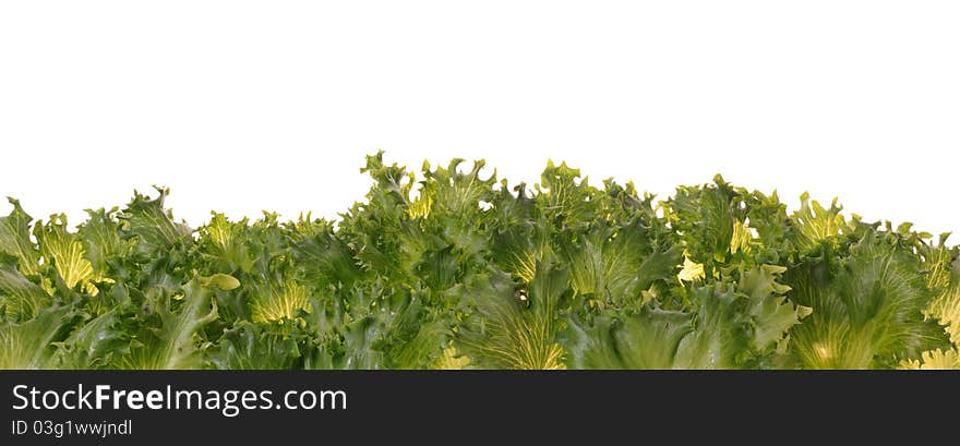 Fresh organic green vegetable leaf on white