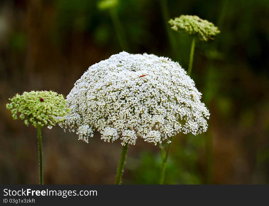 Picture of flower for card. Picture of flower for card