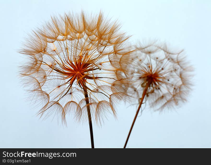 Picture of dandelion for card wishes