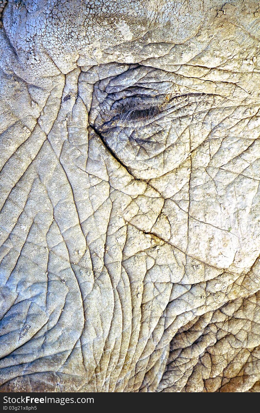 Very close up photograph of an African Elephant in Buenos Aires Zoo. Very close up photograph of an African Elephant in Buenos Aires Zoo