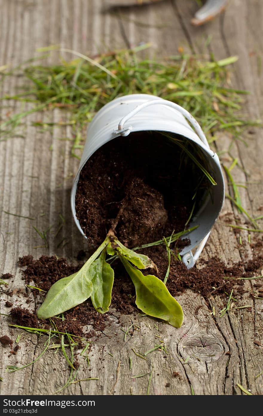 Young seedling growing in a soil from metall pail. Young seedling growing in a soil from metall pail