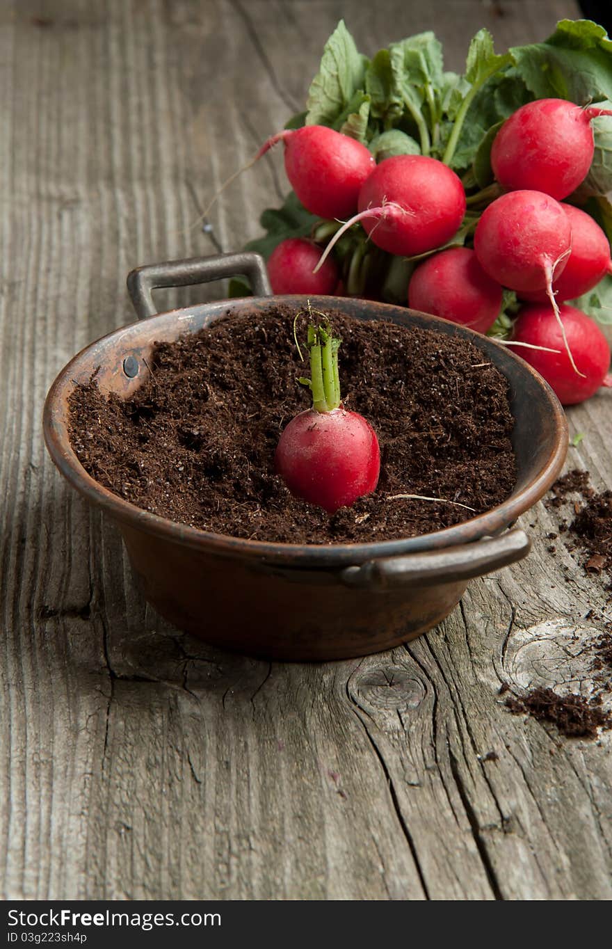 Fresh radishes and radish in soil