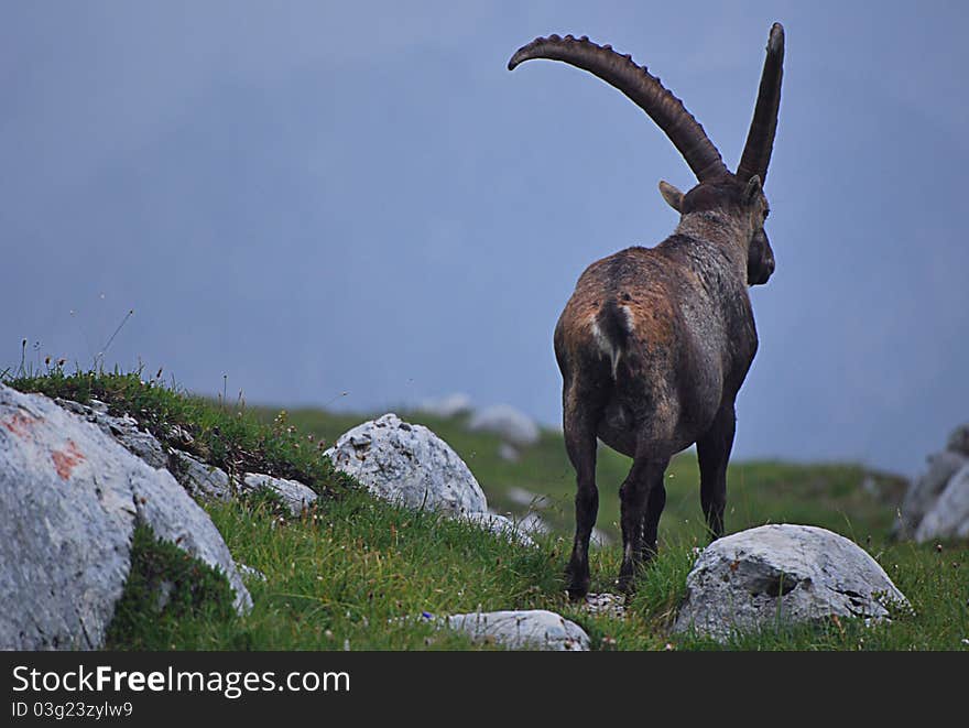 Ibex alone in the Dolomites mountains, Cadore, Italy