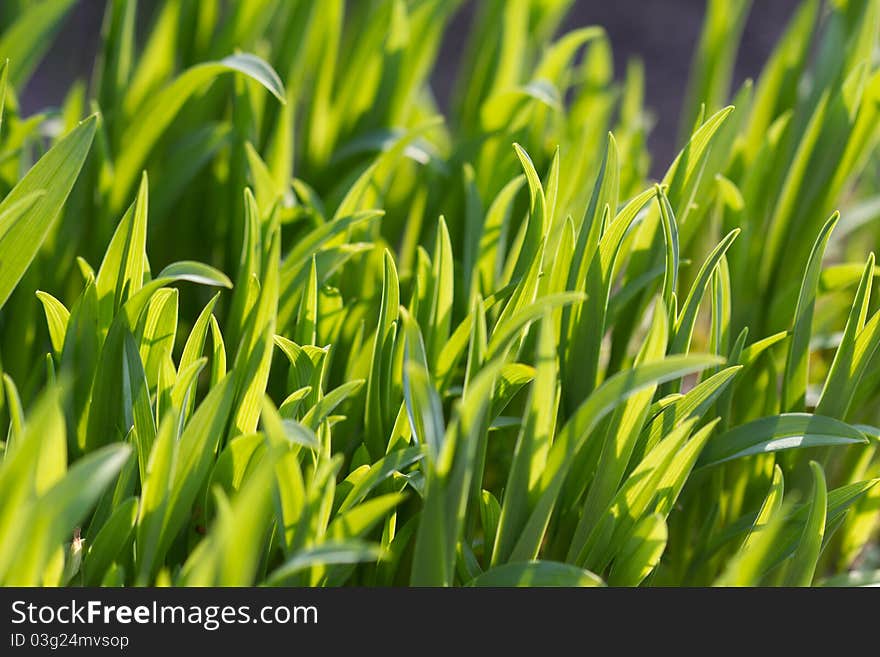 Macro photo on a green meadow. Macro photo on a green meadow