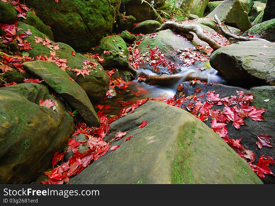 Maple leaves waterfall