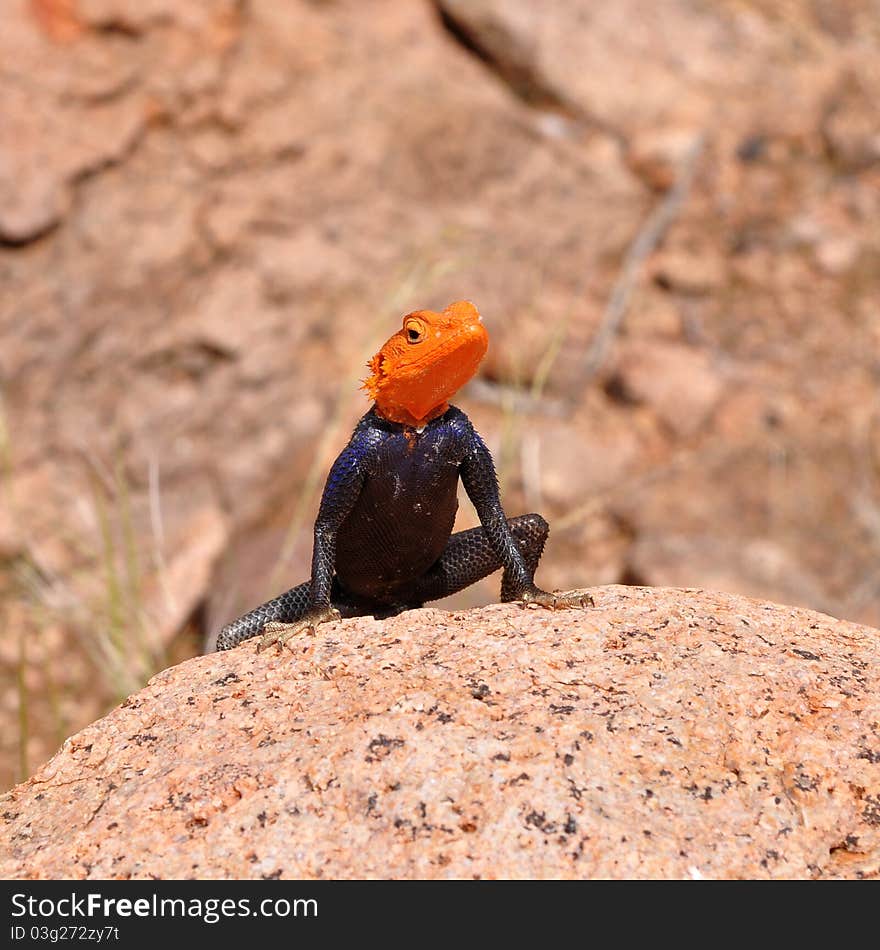 An agama is any one of the various small, long-tailed, insect-eating lizards. An agama is any one of the various small, long-tailed, insect-eating lizards.