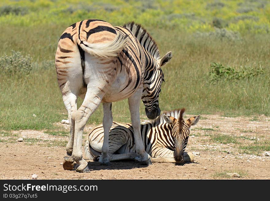 Beautiful zebra with young one in Etosha national park in Namibia. Beautiful zebra with young one in Etosha national park in Namibia.