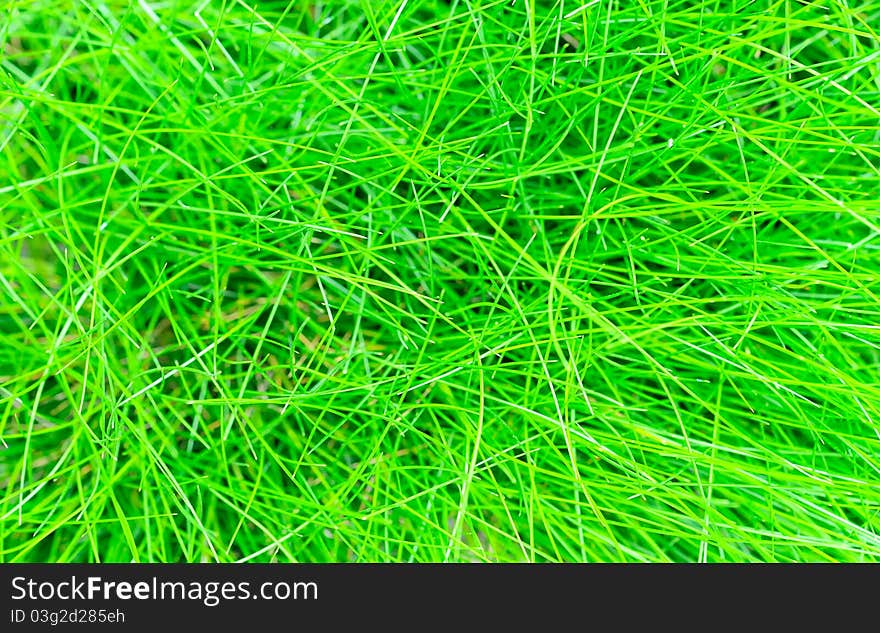 Abstract background of the green grass