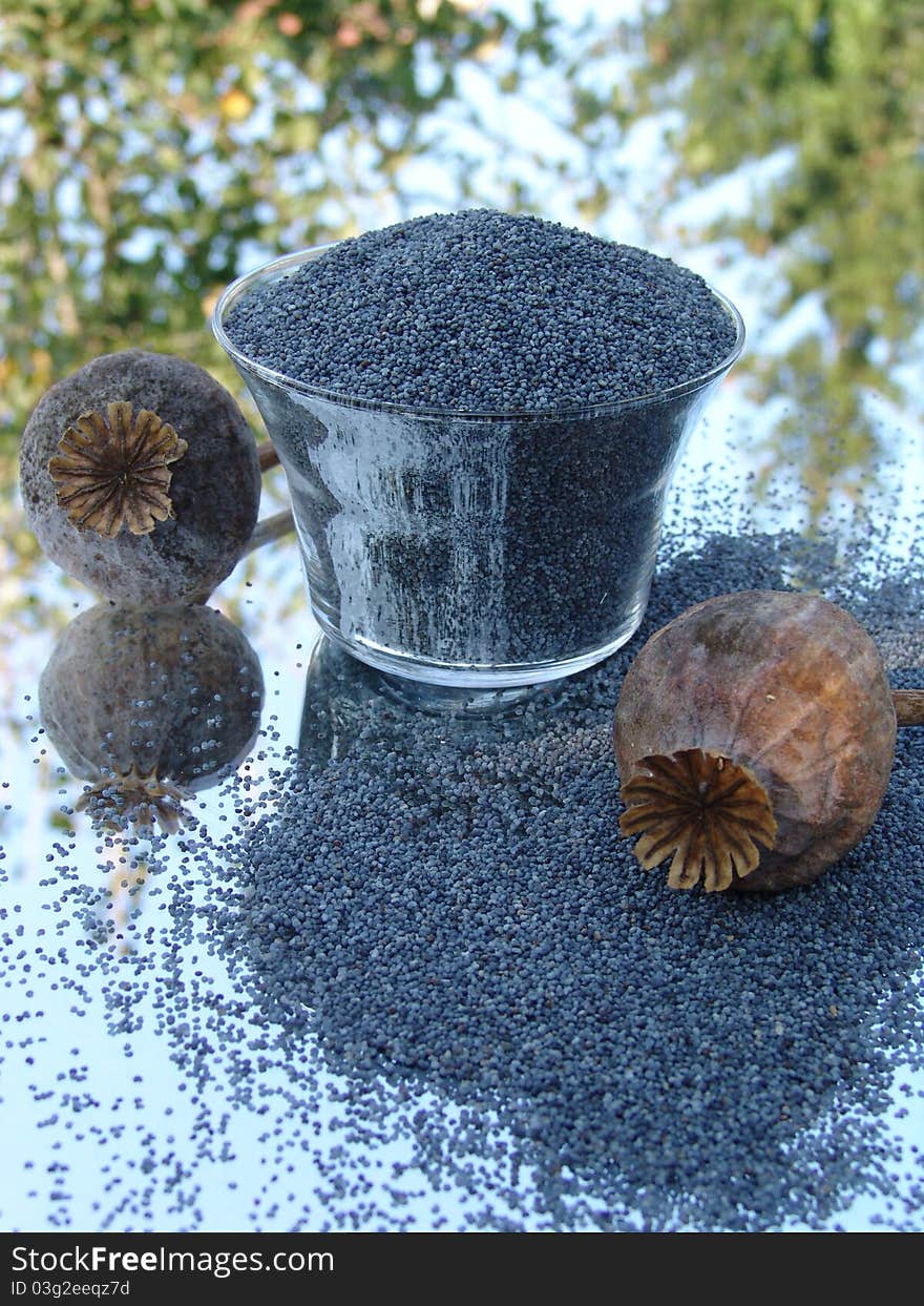 Poppy seeds and capsule from Hungary