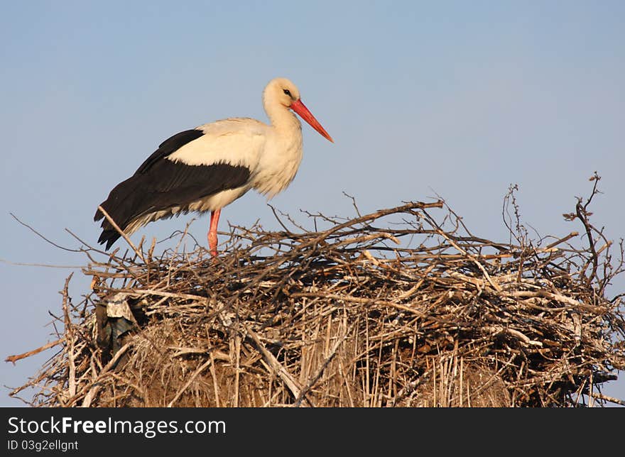 White Stork On Nest