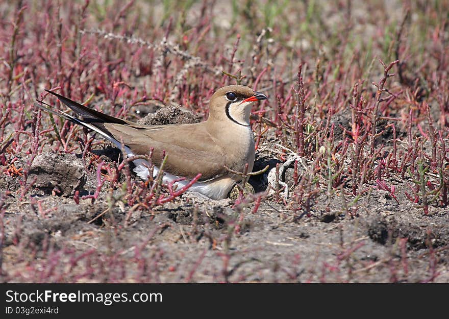 Collared pratincole (glareola pratincola) on nest